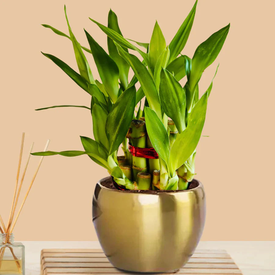 AirPurifier Plant™  BUY 1 GET 1 FREE