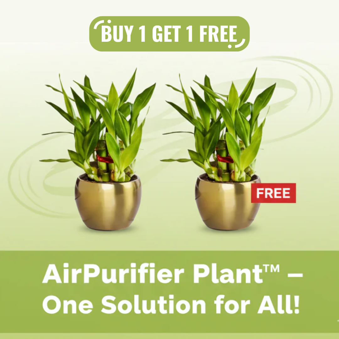 AirPurifier Plant™  BUY 1 GET 1 FREE