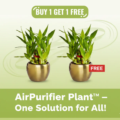 AirPurifier Plant™  BUY 1 GET 1 FREE