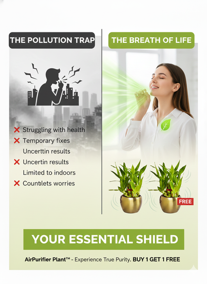 AirPurifier Plant™  BUY 1 GET 1 FREE